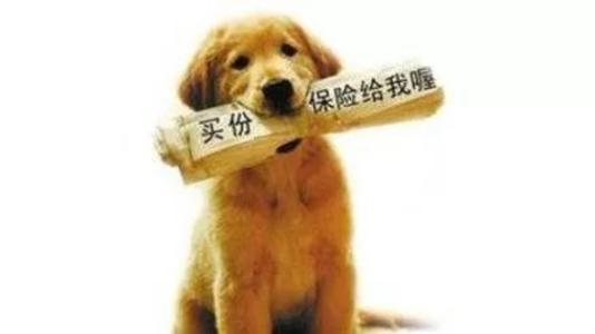 寵物保險怎么挑選？有寵物的你確定不了解一下？