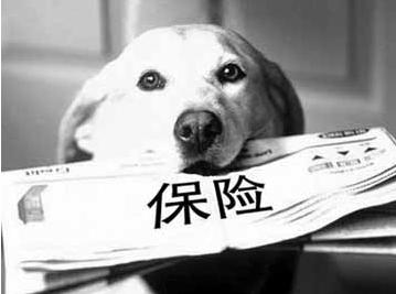 寵物保險怎么挑選？有寵物的你確定不了解一下？